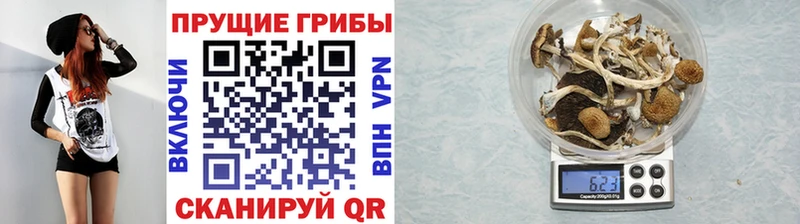 гидра ссылки Малмыж Псилоцибиновые грибы прущие грибы